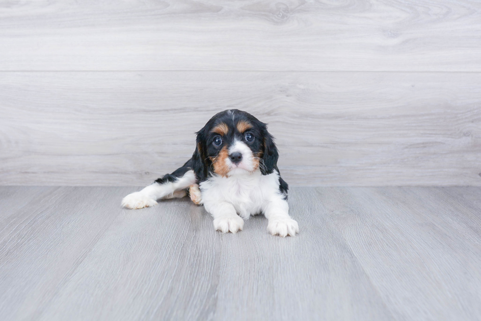 Cavalier King Charles Spaniel Pup Being Cute