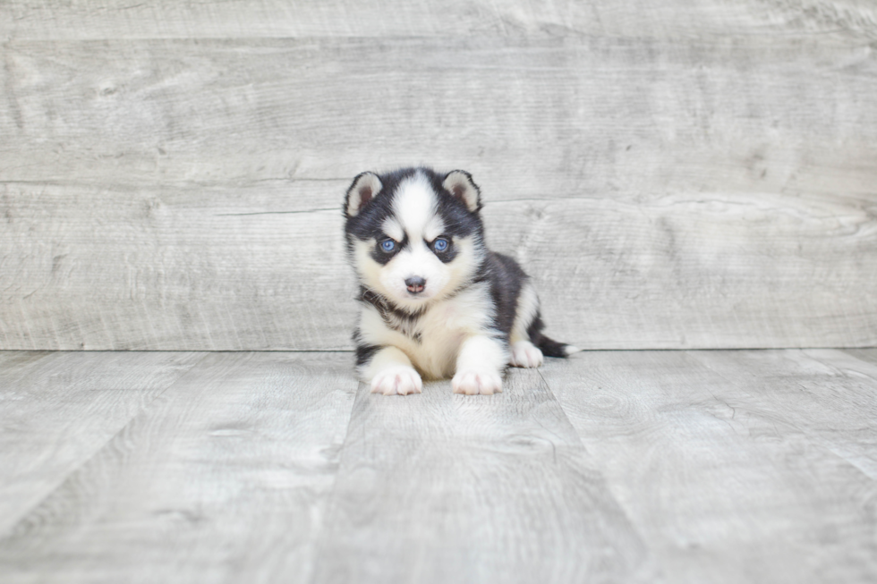 Pomsky Pup Being Cute