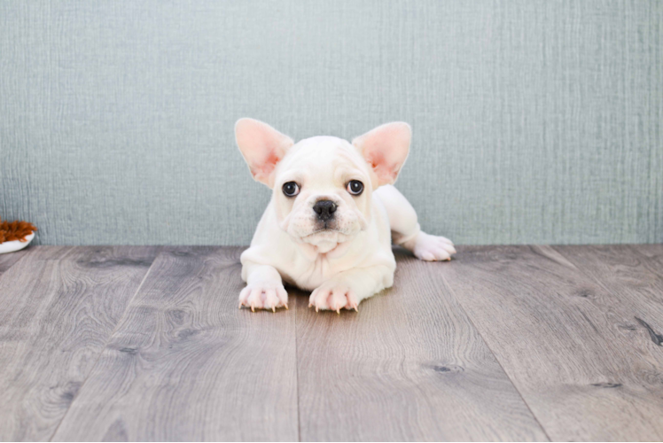 Little French Bulldog Baby