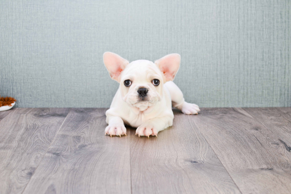 Little French Bulldog Baby