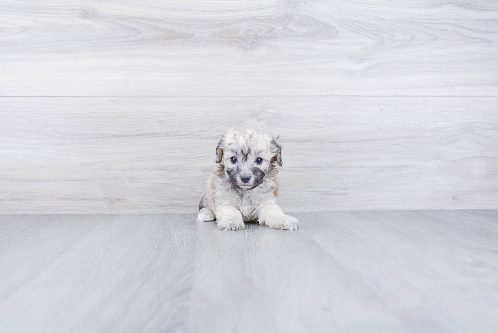 Friendly Maltipoo Baby