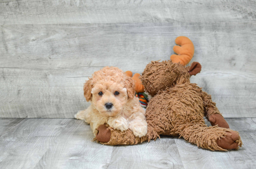 Playful Cavoodle Poodle Mix Puppy