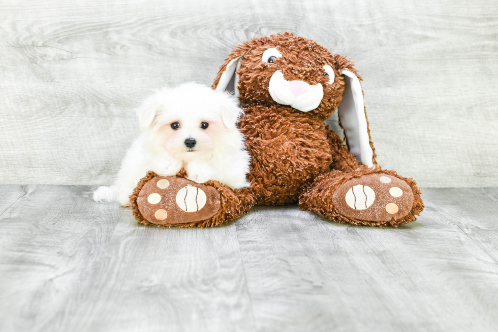 Playful Maltese Baby