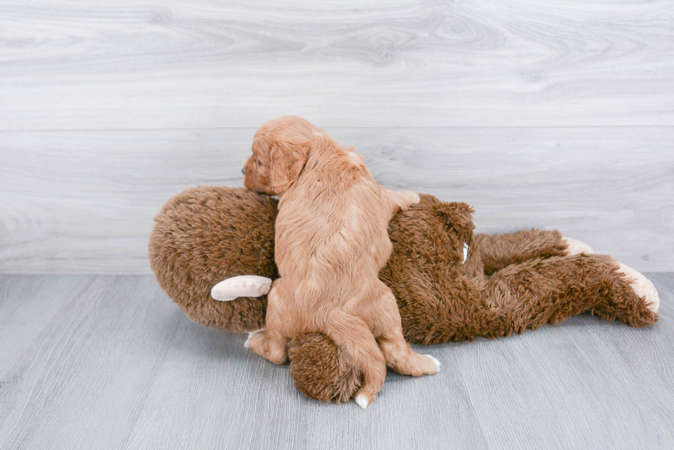 Adorable Cavoodle Poodle Mix Puppy