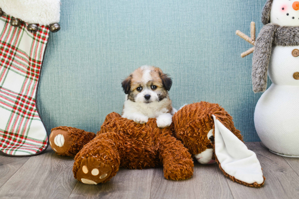 Hypoallergenic Havanese Baby