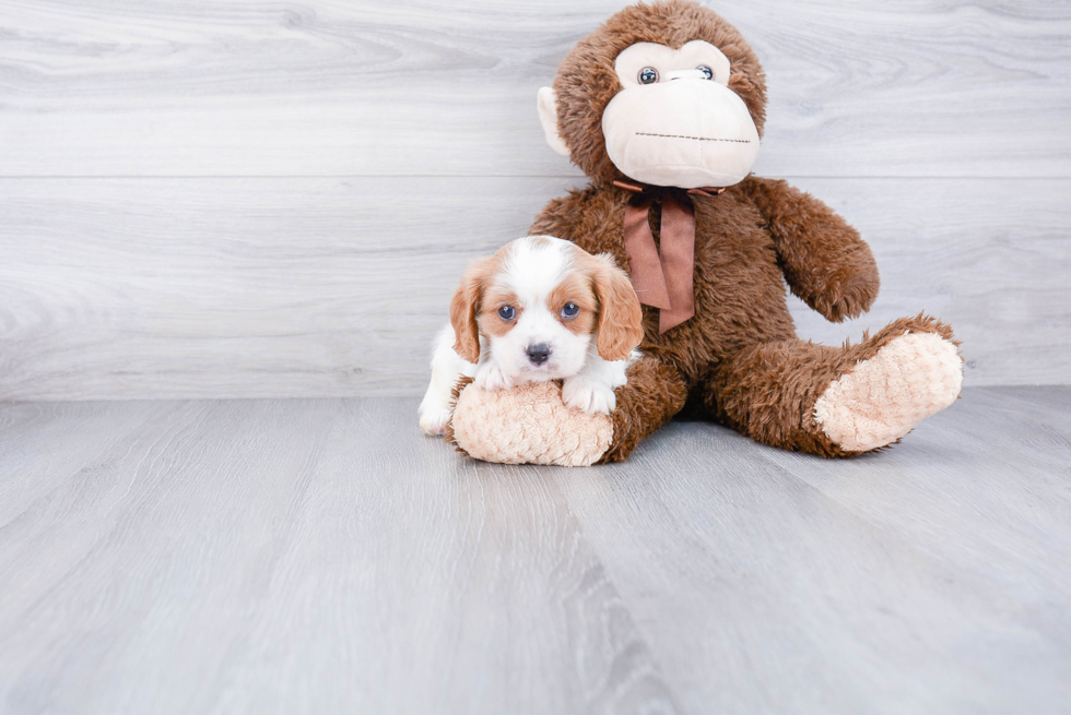 Little Cavalier King Charles Spaniel Purebred Pup