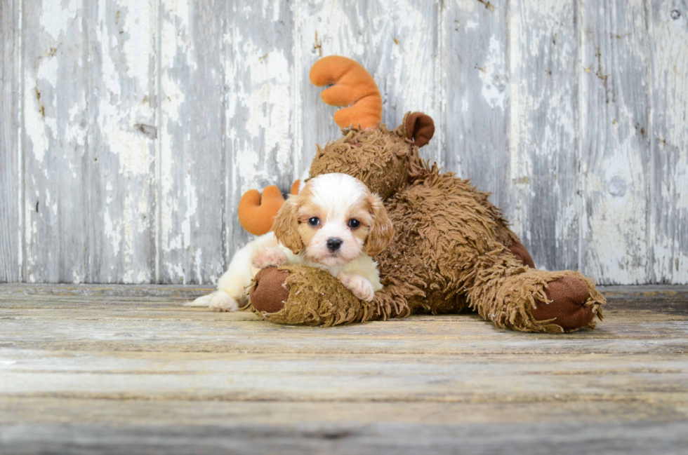 Cavachon Puppy for Adoption