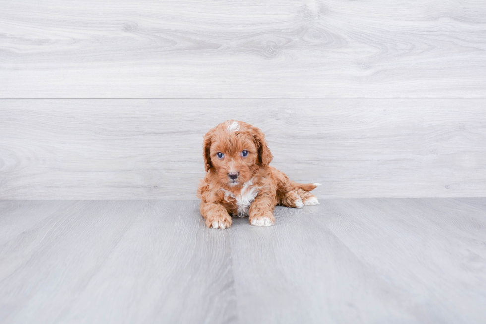 Best Cavapoo Baby