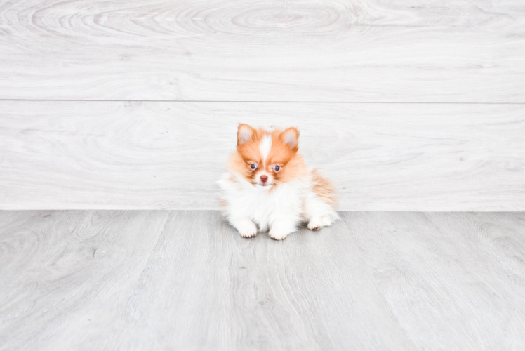 Pomeranian Puppy for Adoption