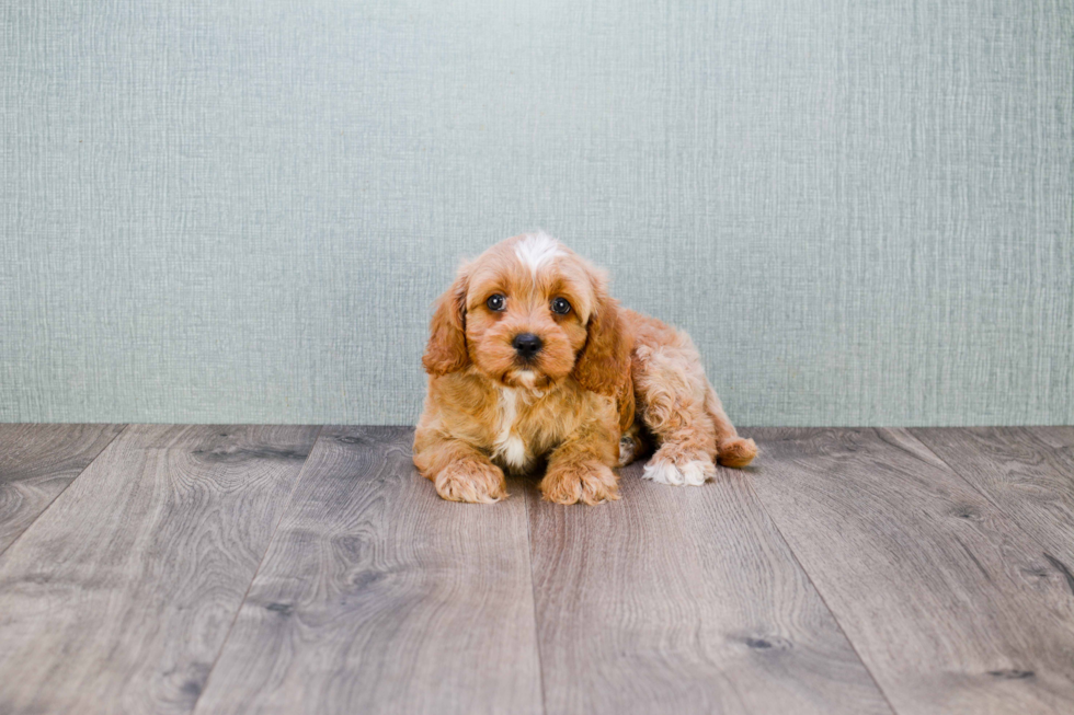 Best Cavapoo Baby