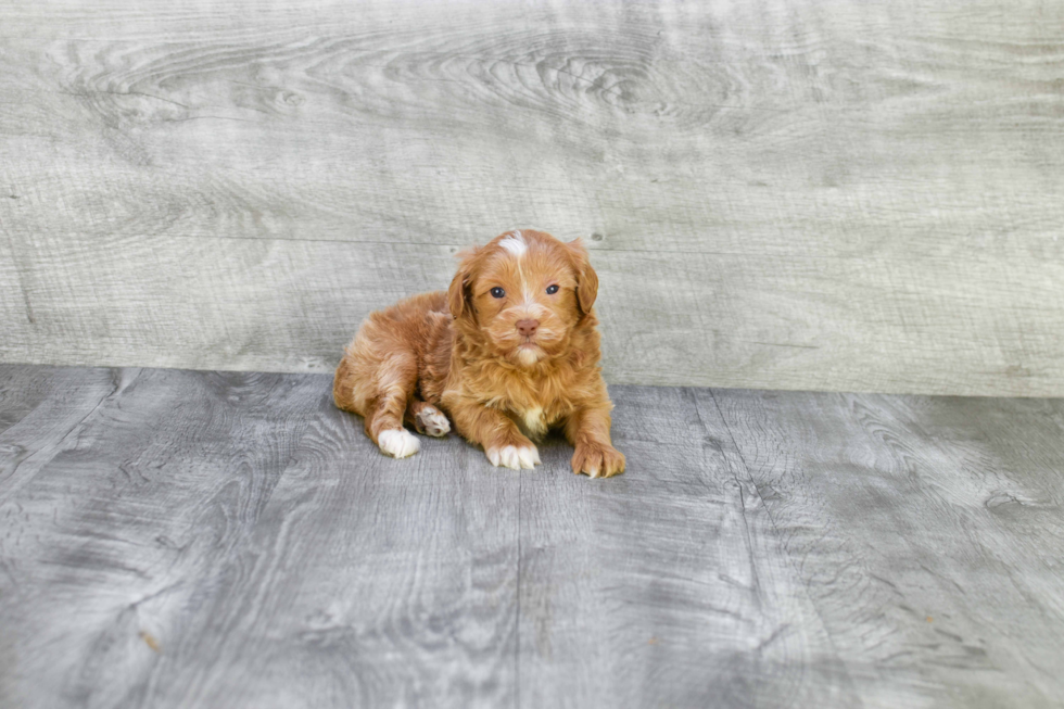 Happy Mini Goldendoodle Baby