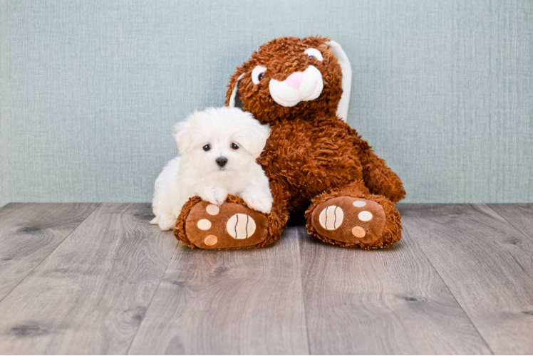 Playful Maltese Baby