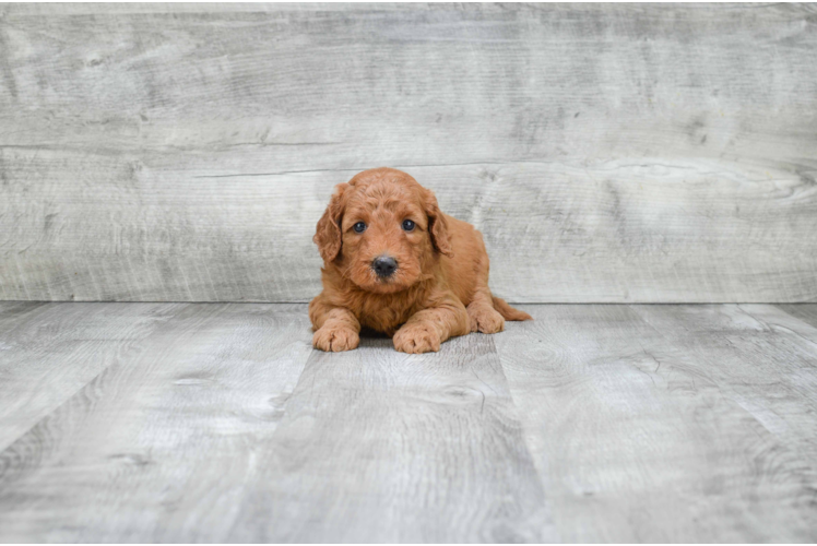 Hypoallergenic Golden Retriever Poodle Mix Puppy