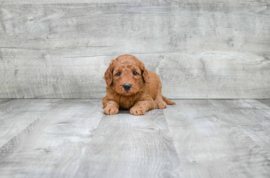 Hypoallergenic Golden Retriever Poodle Mix Puppy