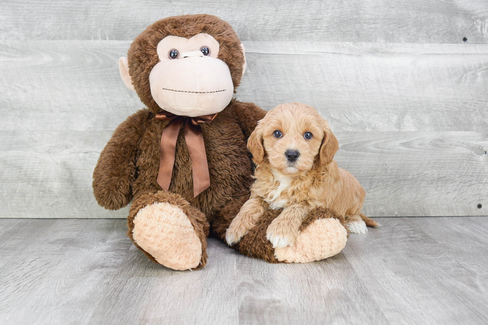 Cute Cavapoo Baby