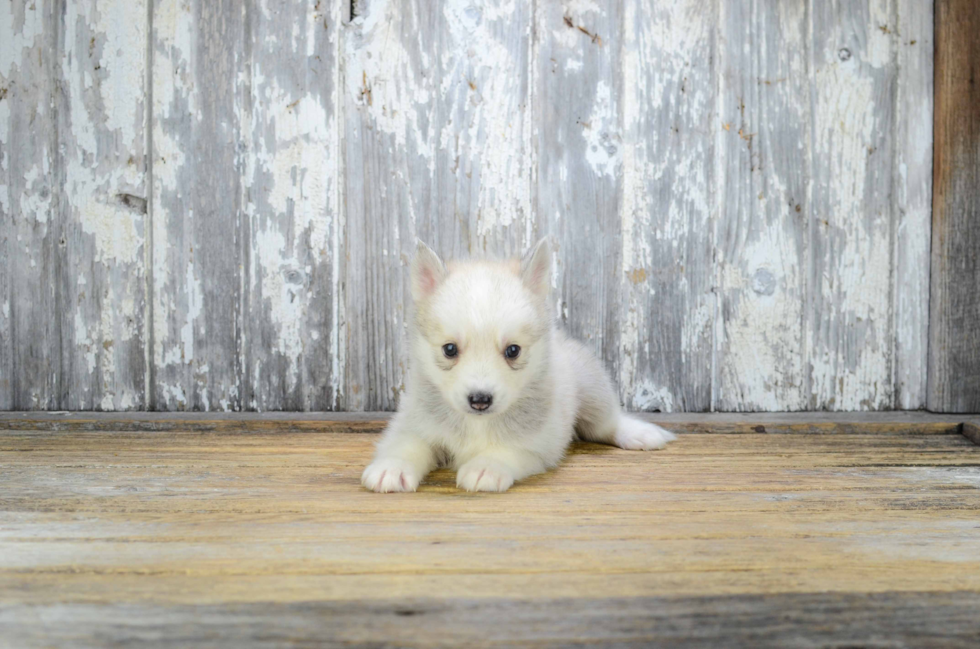 Cute Pomsky Baby