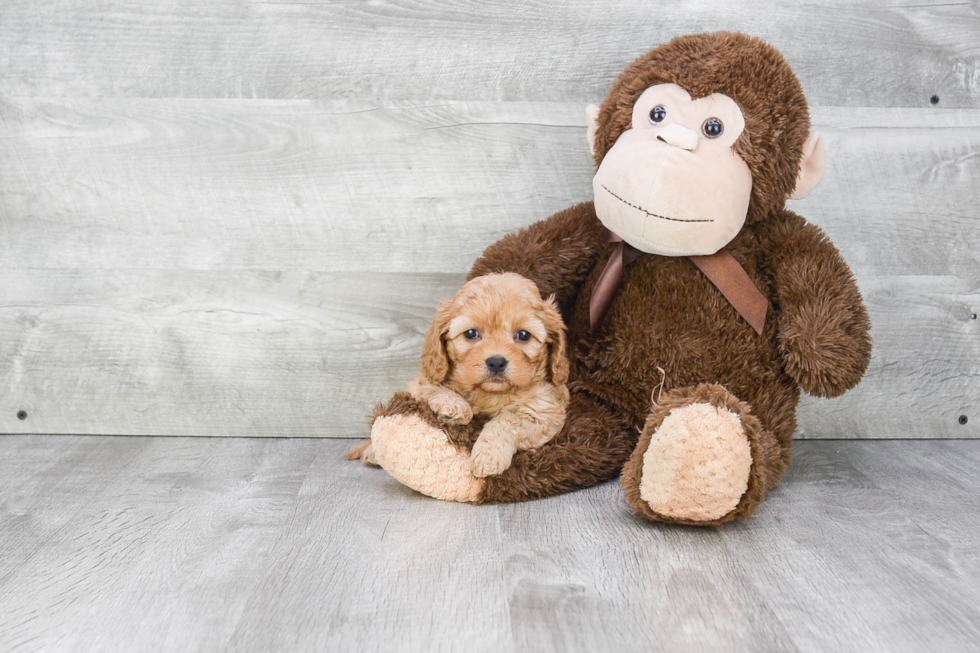 Fluffy Cavapoo Poodle Mix Pup