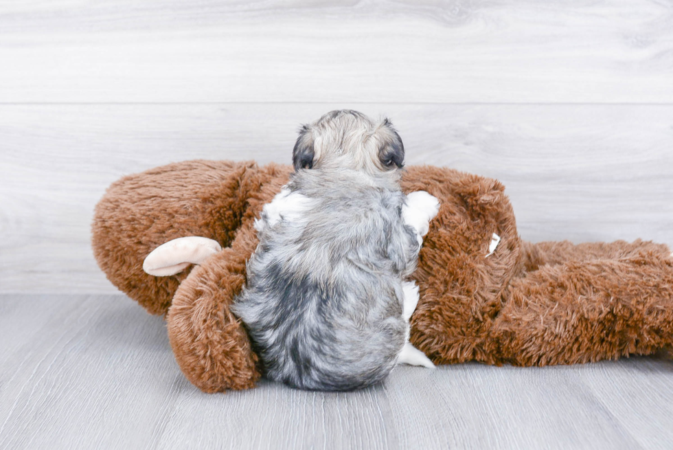Havanese Puppy for Adoption