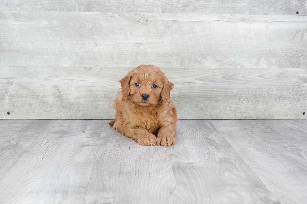 Mini Goldendoodle Puppy for Adoption