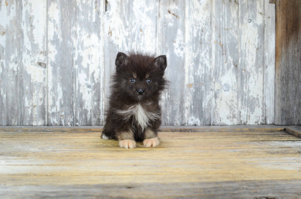 Smart Pomsky Designer Pup