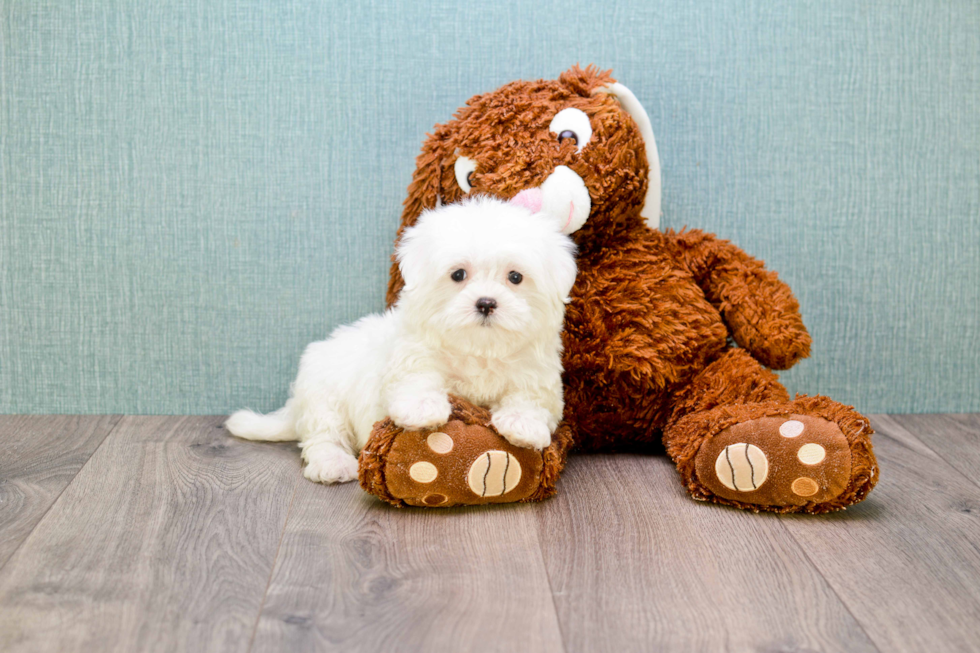 Maltese Pup Being Cute