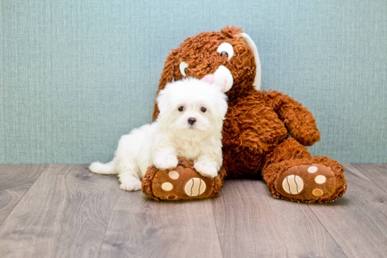 Maltese Pup Being Cute