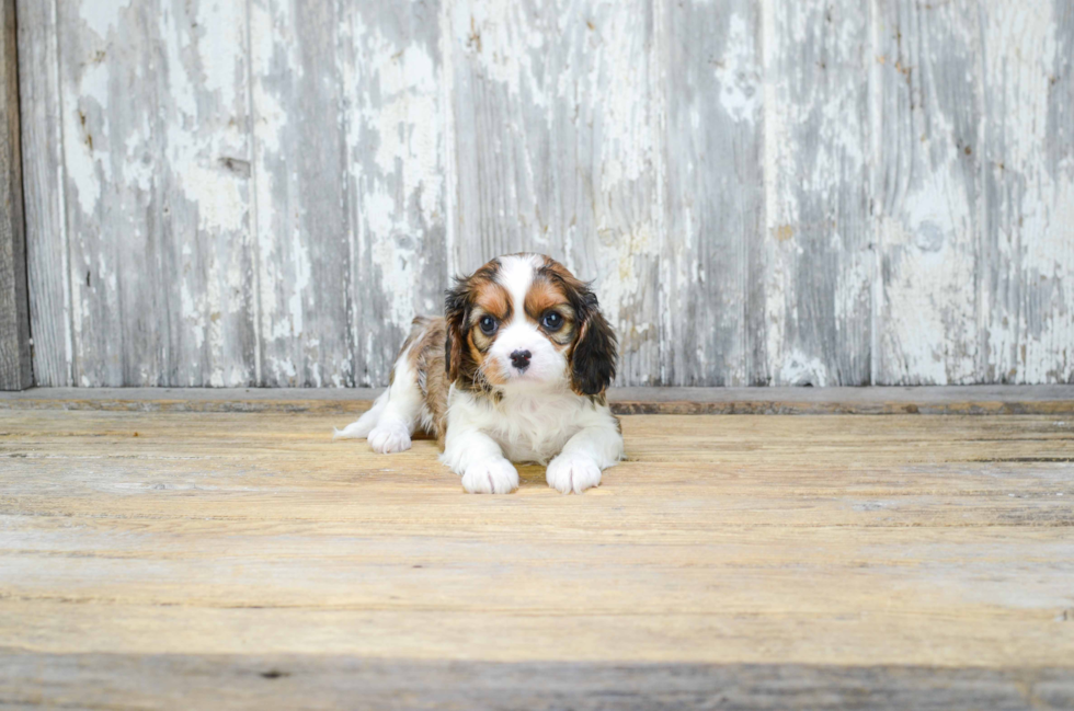 Best Cavachon Baby