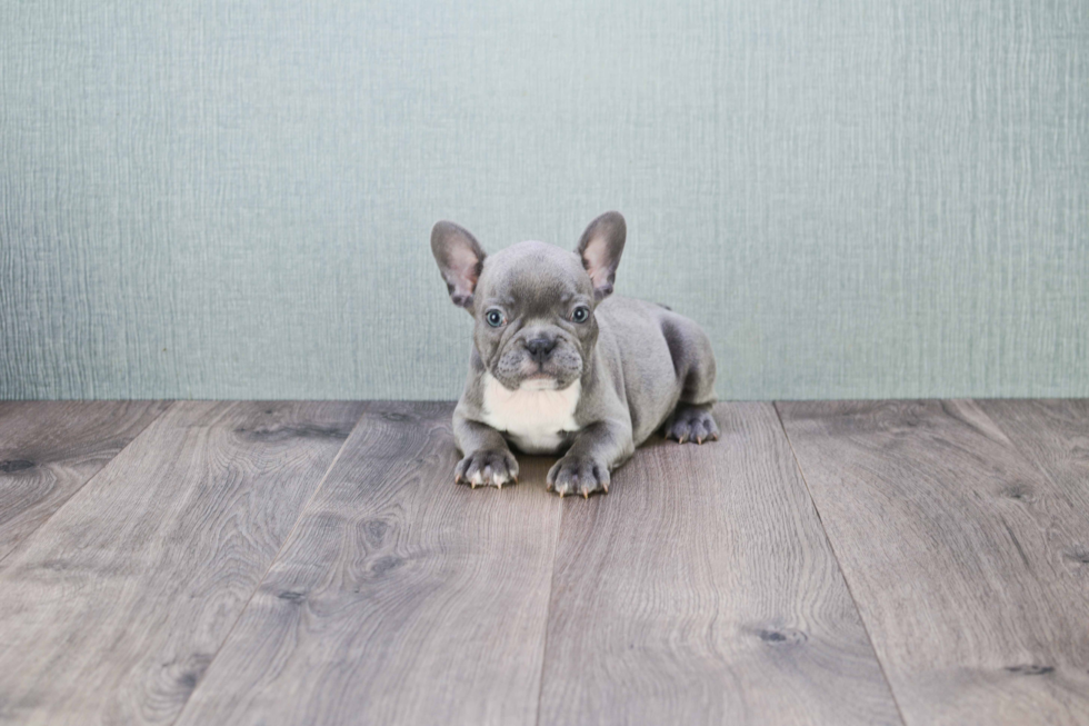 French Bulldog Puppy for Adoption