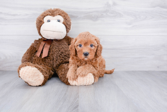 Best Cavapoo Baby