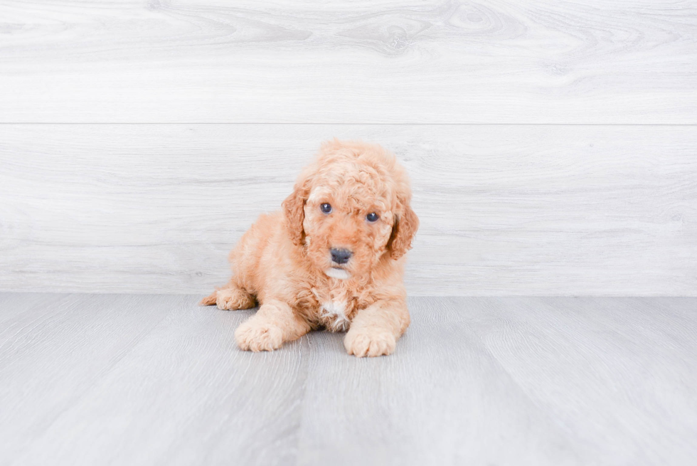 Mini Goldendoodle Puppy for Adoption