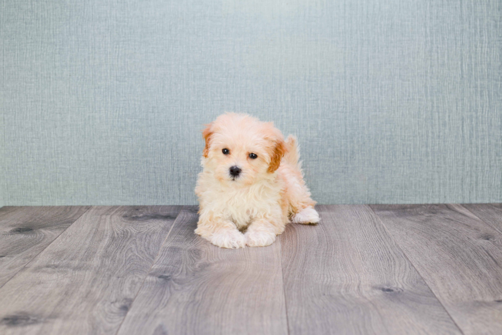 Friendly Maltipoo Baby