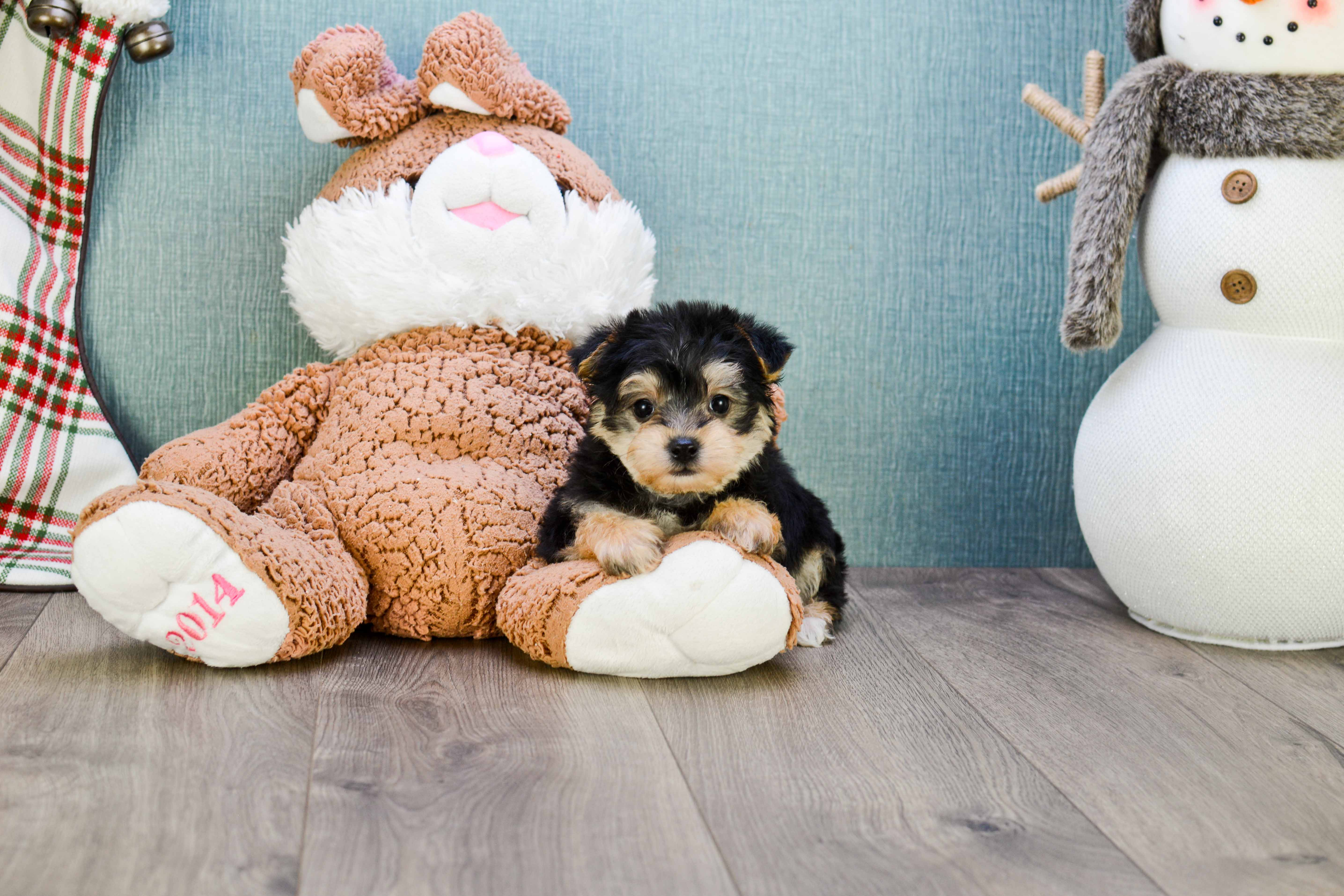 Sweet Morkie Baby