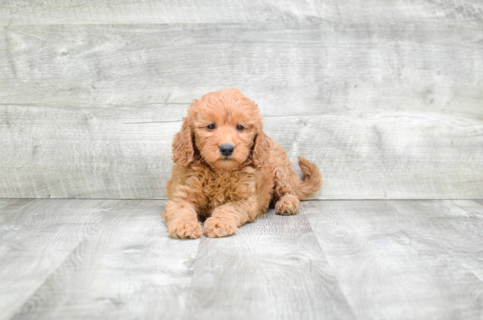 Best Mini Goldendoodle Baby