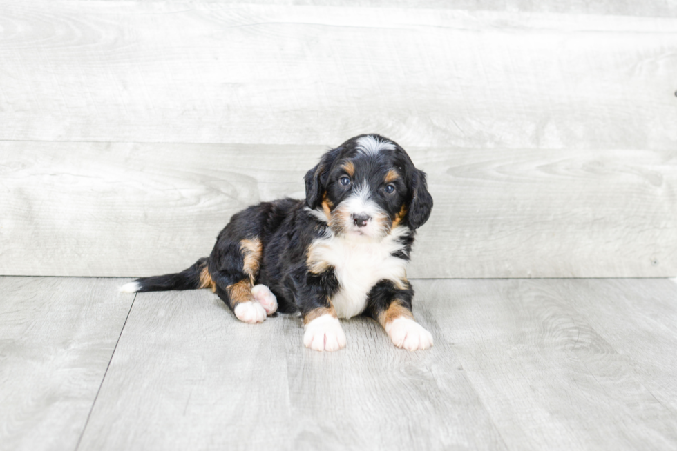 Little Bernadoodle Poodle Mix Puppy