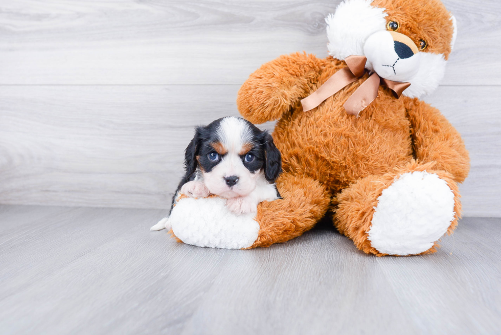 Funny Cavalier King Charles Spaniel Baby