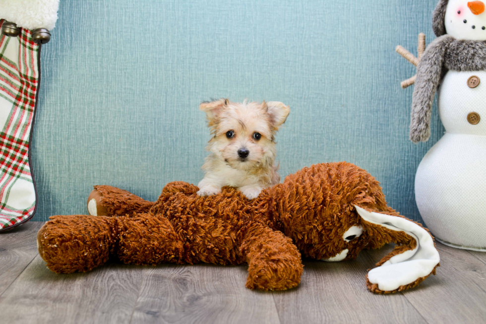 Best Morkie Baby