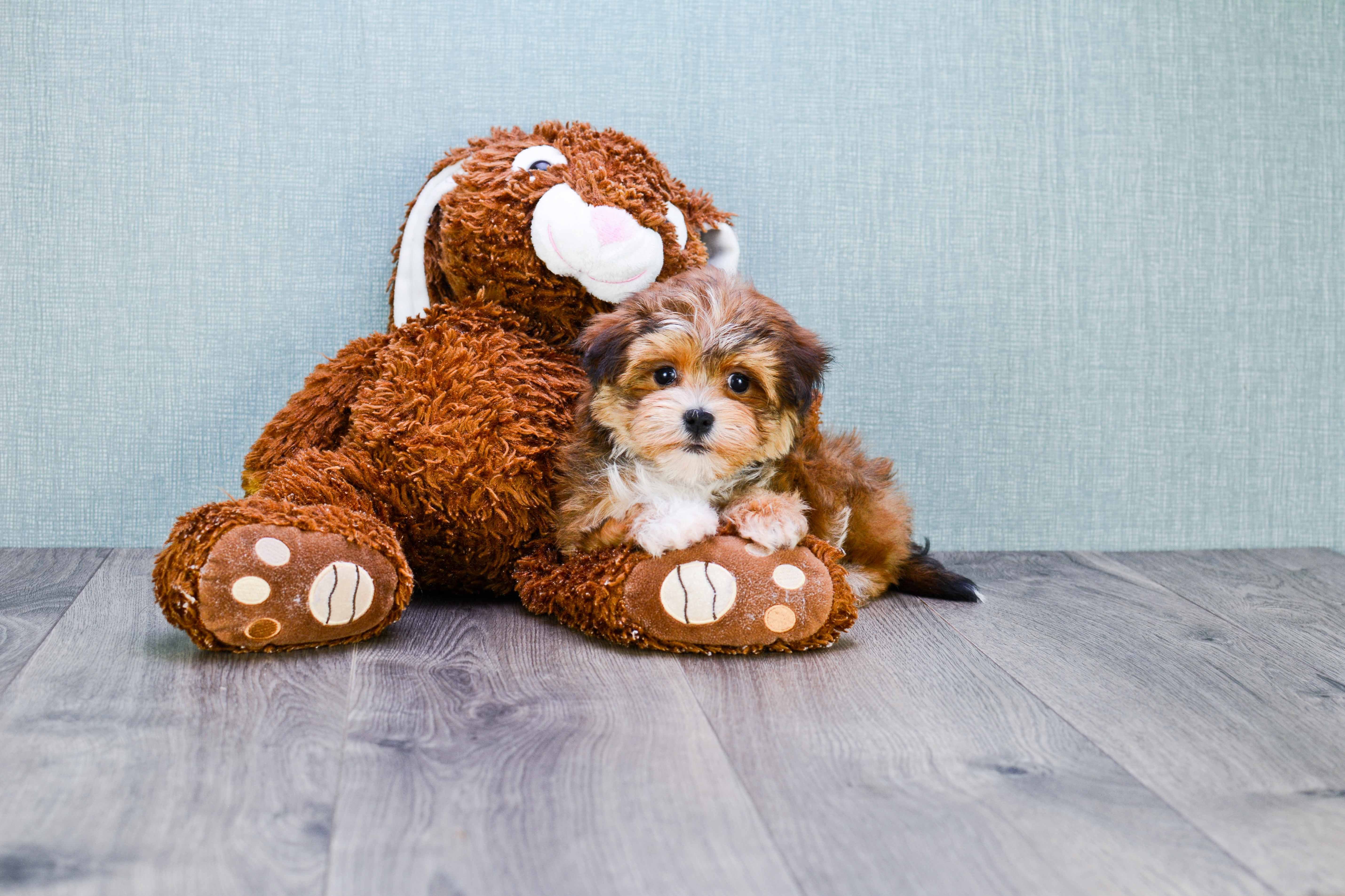 Small Morkie Baby