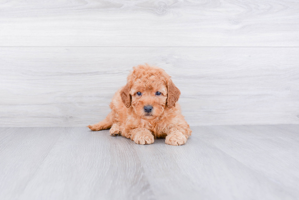 Mini Goldendoodle Pup Being Cute