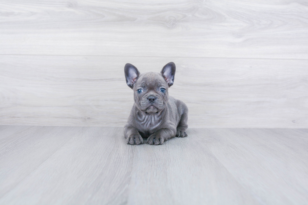 Fluffy Frenchie Purebred Puppy