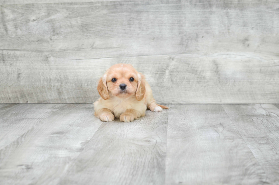 Cavalier King Charles Spaniel Puppy for Adoption