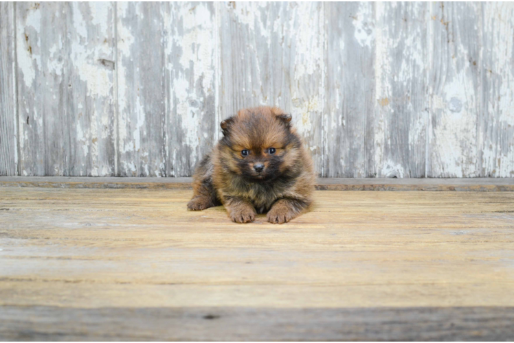 Funny Pomeranian Baby