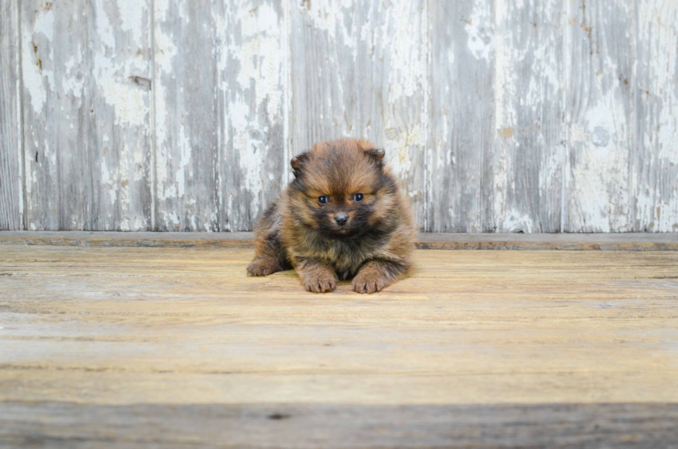 Funny Pomeranian Baby