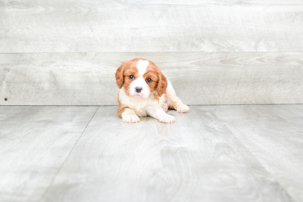 Cavalier King Charles Spaniel Puppy for Adoption