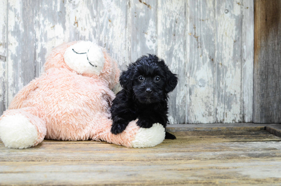 Yorkie Poo Puppy for Adoption
