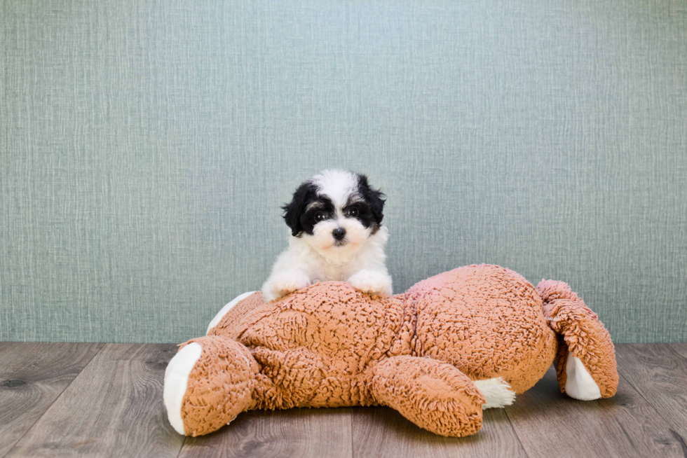 Maltipoo Pup Being Cute