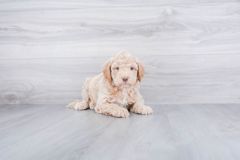 Best Mini Goldendoodle Baby