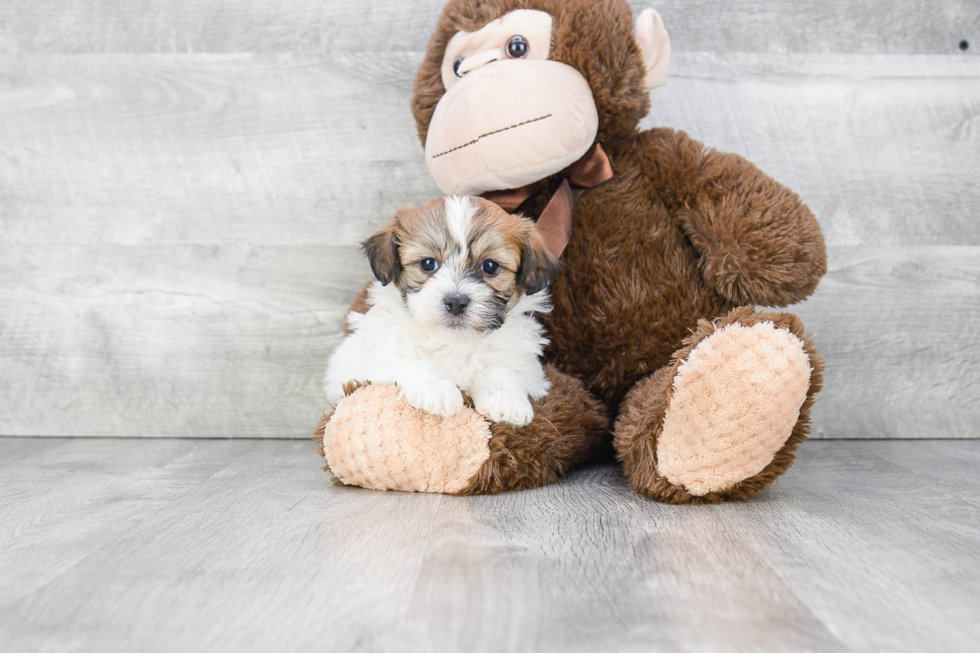 Teddy Bear Pup Being Cute