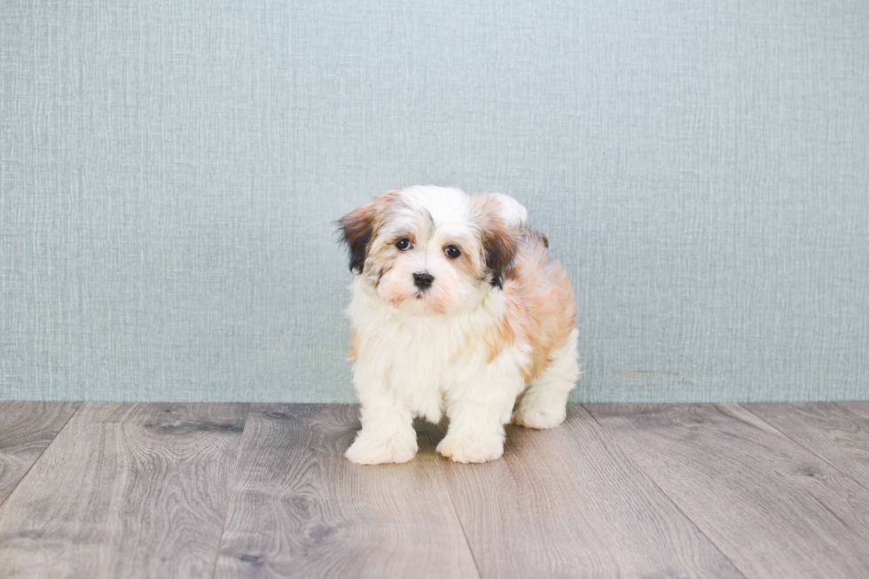 Meet Caitlin - our Havanese Puppy Photo 