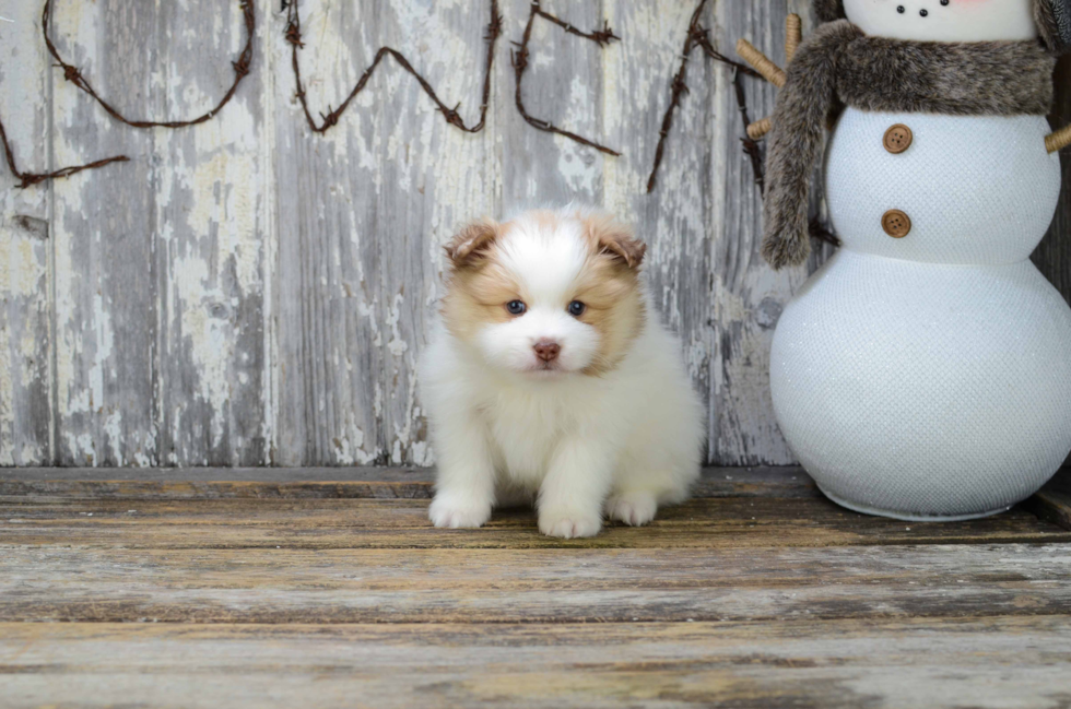 Adorable Pomeranian Purebred Puppy