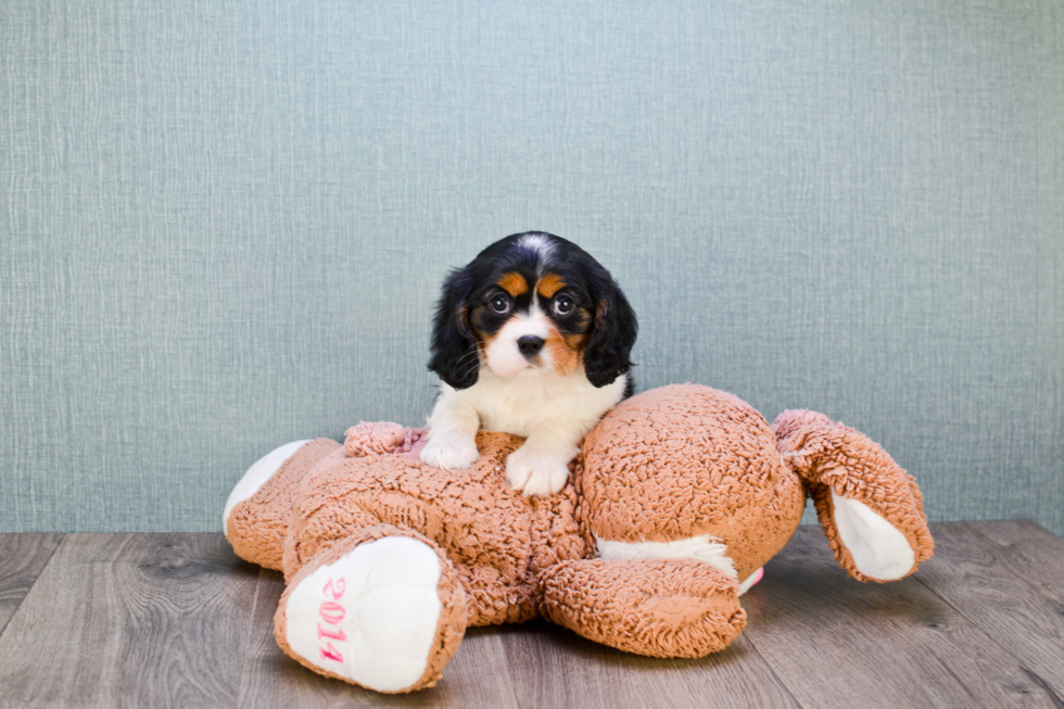 Petite Cavalier King Charles Spaniel Purebred Puppy